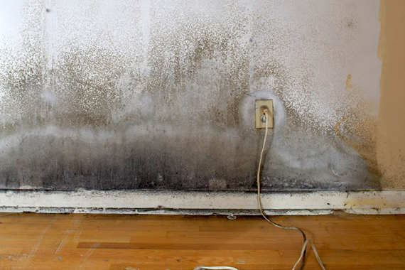 Tips on Preventing Mold In the Home post thumbnail image