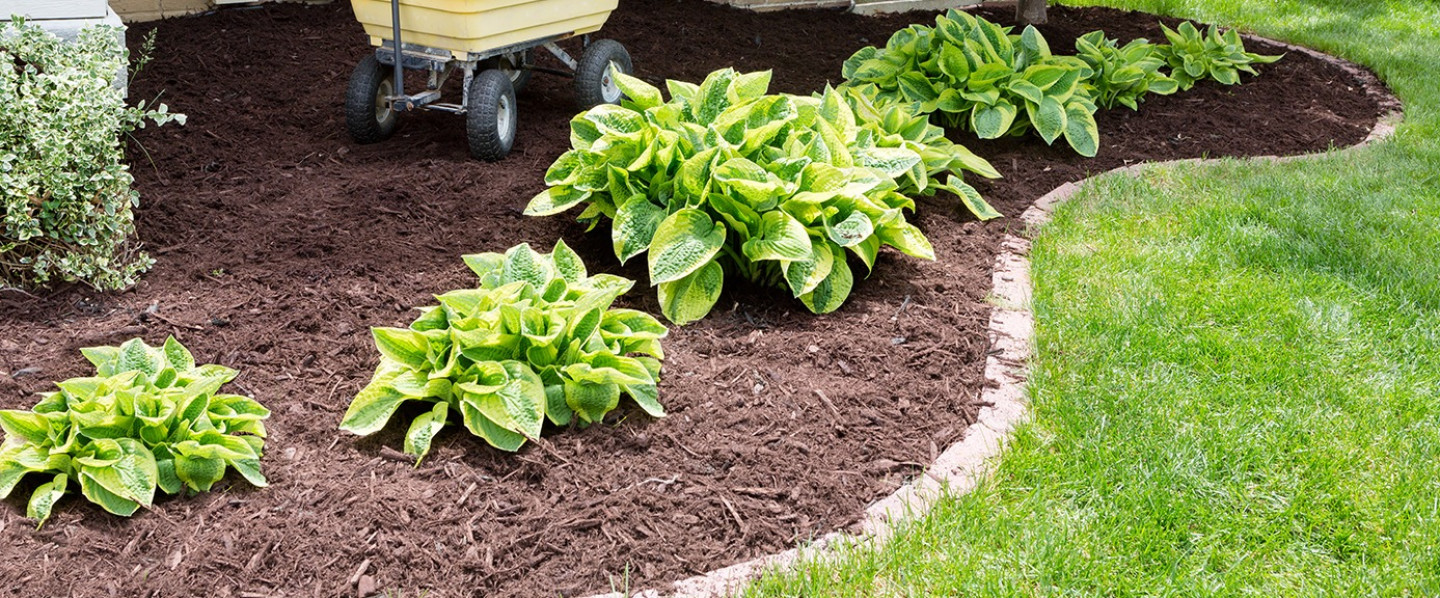 lawn care